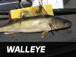 Lake Gogebic Walleye Fishing